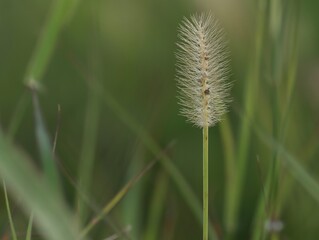 Obraz premium Single foxtail grass in the garden, in nature. Dry grass isolated on green color background. Beautiful foxtail grass field closeup.