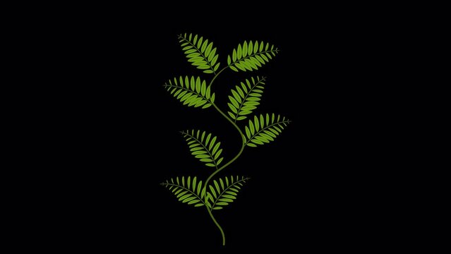 
Plant growing, in the form of a trunk on which later appear branches with leaves, after which the plant dries out and becomes a fertilizer. 

- 4K (3840 x 2160) 16:9
 - Alpha Channel