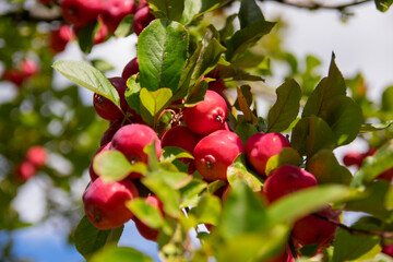 Riberry fruit, indian cherry on tree