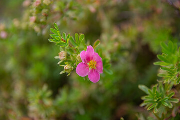 Dasiphora fruticosa, shrubby cinquefoil, golden hardhack, bush cinquefoil, shrubby five-finger, widdy and kuril tea