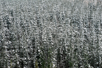 Naklejka na ściany i meble Snowy pine forest (Pinus sylvestris). Valderejo Natural Park. Basque Country. Spain