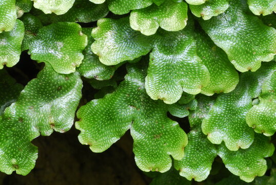 Detail of the leaves of the liverwort Conocephalum conicum