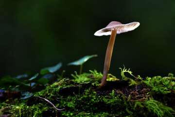 A fungus of the genus Mycena spp. backlit in the forest