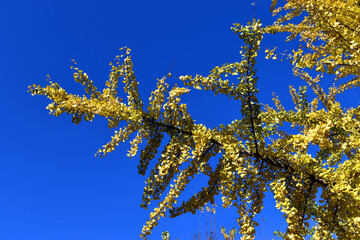 Ginkgo biloba with autumn foliage in a garden