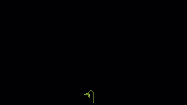 Beanstalk (Video Animation)
A plant that grows, after which it is harvested, grows old and dies.

 - 4K (3840 x 2160) 16:9
 - Alpha Channel
