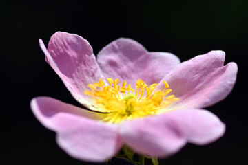 Selective focus of wild rose Rosa canina