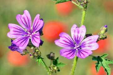 Malva sylvestris flowers in the summer