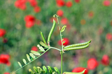 Pod-shaped fruit of a wild fabaceae