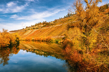 Autumn landscape with vineyards along a river 