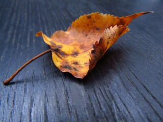 autumn leaves on a wooden background