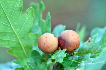 Oak (Quercus robur) galls or cecidia produced by the hymenopteran Andricus kollari