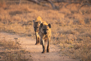 Fototapeta na wymiar Spotted hyenas (Crocuta crocuta) in the early morning light, Sabi Sands Game Reserve, South Africa.