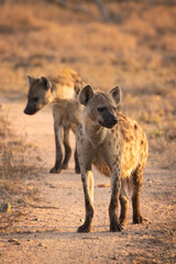 Fototapeta premium Spotted hyenas (Crocuta crocuta) on a road in the early morning light, Sabi Sands Game Reserve, South Africa.