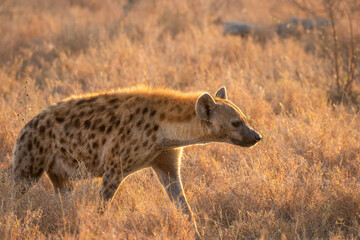 Obraz na płótnie Canvas A spotted hyena (Crocuta crocuta) in the early morning, Sabi Sands Game Reserve, South Africa.