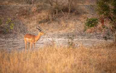 A male impala (Aepyceros melampus) in the early morning light, Sabi Sands Game Reserve, South Africa.