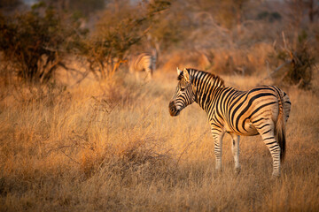 Naklejka na ściany i meble Plains zebra, equus quagga, equus burchellii, common zebra in the early morning light, Sabi Sands Game Reserve, South Africa.
