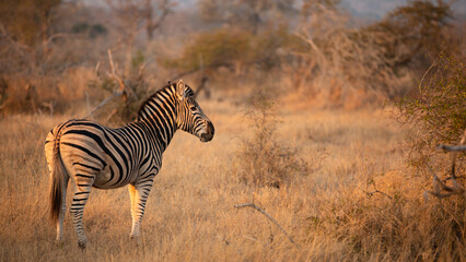 Fototapeta na wymiar Plains zebra, equus quagga, equus burchellii, common zebra in the early morning light, Sabi Sands Game Reserve, South Africa.
