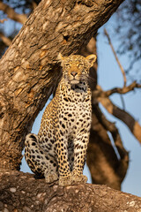 Male leopard ( Panthera Pardus) in a tree, Sabi Sands Game Reserve, South Africa.