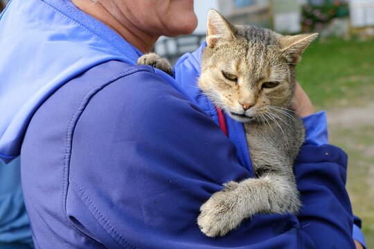 A close-up of the little gray cat that a woman in a blue sweatshirt is holding in her arms. The cat looks sad and sick.
