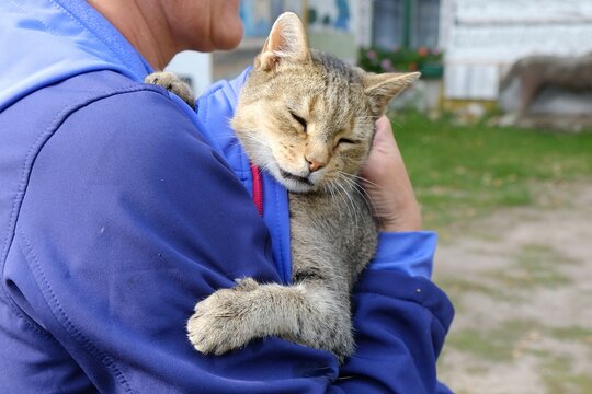 A close-up of the little gray cat that a woman in a blue sweatshirt is holding in her arms. The cat looks sad and sick.