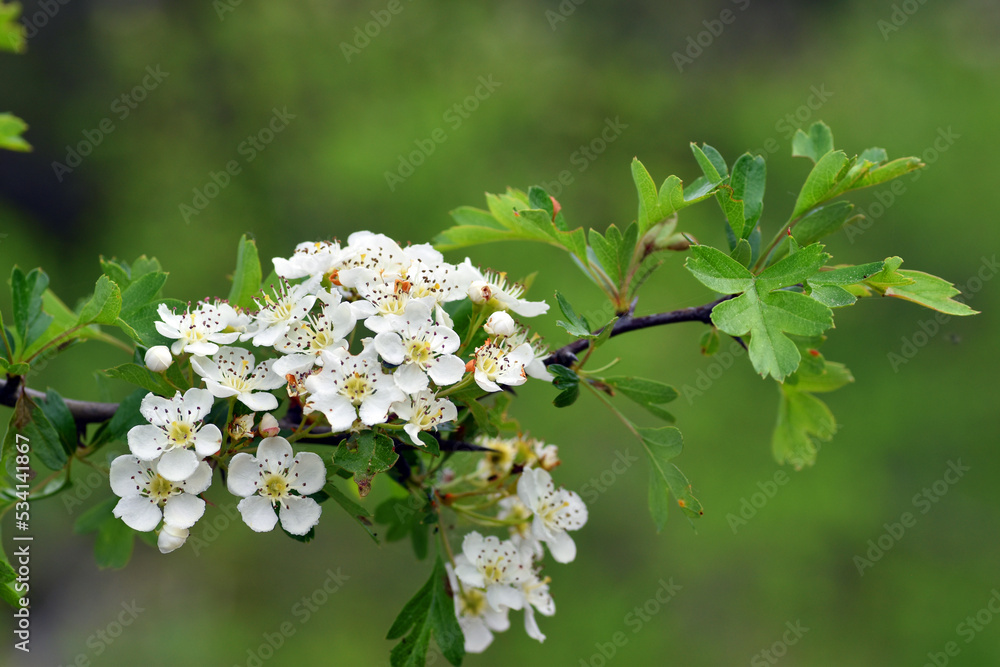 Sticker common hawthorn flowers and leaves crataegus monogyna). it is a well-known medicinal plant