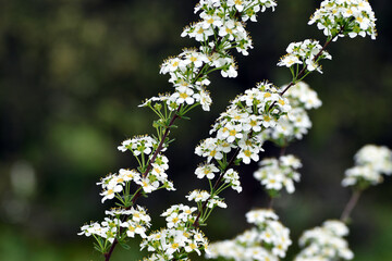 Spring flowering of Spiraea hypericifolia