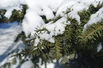 Close view of branch of common yew covered with snow