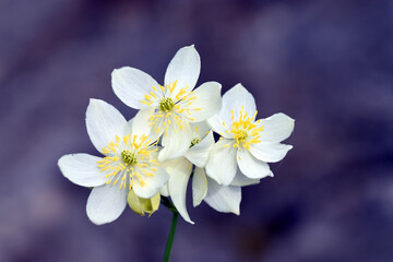 Naklejka na ściany i meble Spring flowering of Thalictrum tuberosum