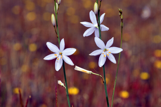 Anthericum liliago or the St Bernard's lily flowers