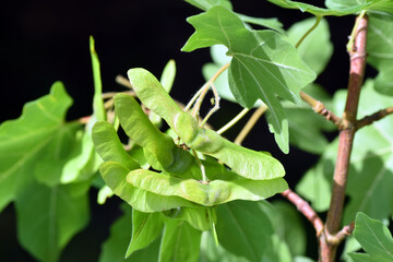 Field maple winged fruits (Acer campestre)