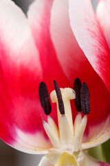Fototapeta An overblown pink and white tulip obraz