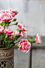 Fototapeta Pink and white carnation flowers. obraz