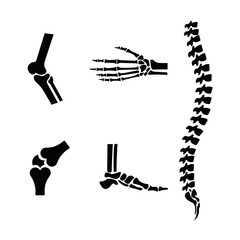 human bone set vector illustration design