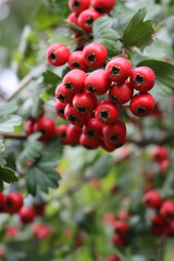 Obraz premium Close-up of red berries of Common Hawthorn on branch on early autumn season. Crataegus monogyna 