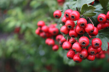 Natural backgounds with red berries of Common Hawthorn on branch and copy space. Crataegus monogyna 
