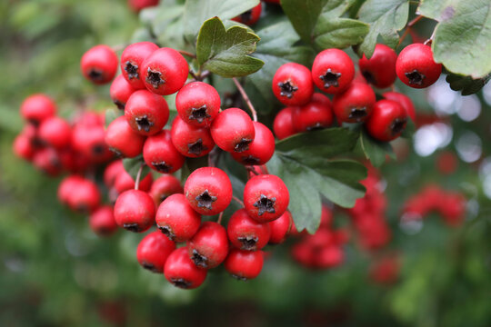 Close-up of red berries of Common Hawthorn on branch on early autumn season. Crataegus monogyna 