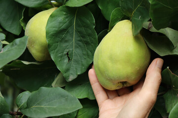 Close-up of female hand holding ripe yellow Quince fruit on branch. Cydonia oblonga tree s on late summer
