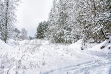 Snowy mixed forest in the month of December on a cloudy day.