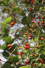  Close-up of red ripe dog-rose berries on early autumn. Rosa canina fruits. Wild rose hips on bush in nature