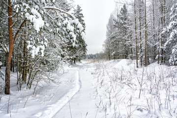 Snowy mixed forest in the month of December on a cloudy day.