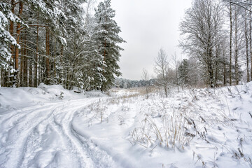 Snowy mixed forest in the month of December on a cloudy day.