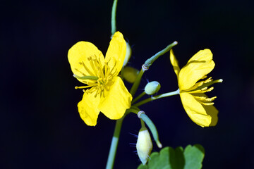 Obraz premium Flowers of greater celandine (Chelidonium majus), a well-known medicinal plant