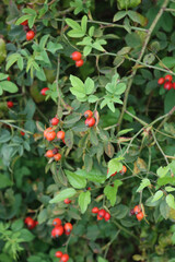  Close-up of red ripe dog-rose berries on early autumn. Rosa canina fruits. Wild rose hips on bush in nature