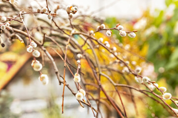 Branches with buds on a tree in a blooming spring garden. Yellow. Natural background