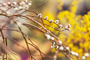 Branches with buds on a tree in a blooming spring garden. Yellow. Natural background