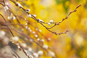 Branches with buds on a tree in a blooming spring garden. Yellow. Natural background