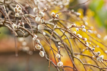 Branches with buds on a tree in a blooming spring garden. Yellow. Natural background