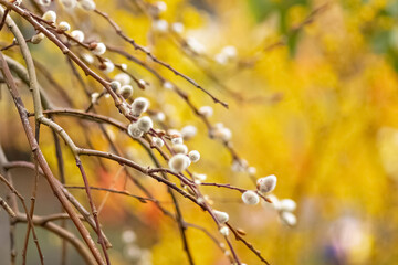 Branches with buds on a tree in a blooming spring garden. Yellow. Natural background