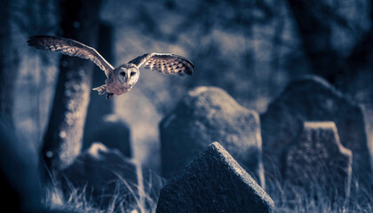 Barn owl flying among gravestones at cemetery