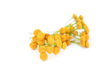 Tansy. Tanacetum vulgare. Medical plant tanacetum vulgare with yellow flowers. Useful herb tansy for use in alternative medicine
